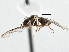 ( - CNC DIPTERA 147593)  @12 [ ] CreativeCommons - Attribution (2013) CNC/CBG Photography Group Centre for Biodiversity Genomics