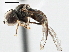  ( - CNC DIPTERA 147597)  @13 [ ] CreativeCommons - Attribution (2013) CNC/CBG Photography Group Centre for Biodiversity Genomics