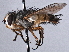  ( - CNC DIPTERA 197504)  @11 [ ] CreativeCommons - Attribution (2013) CNC/CBG Photography Group Centre for Biodiversity Genomics