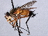  (TachinidaeGEN sp.2 - CNC DIPTERA 197505)  @11 [ ] CreativeCommons - Attribution (2013) CNC/CBG Photography Group Centre for Biodiversity Genomics