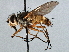  ( - CNC DIPTERA 197506)  @11 [ ] CreativeCommons - Attribution (2013) CNC/CBG Photography Group Centre for Biodiversity Genomics
