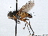  ( - CNC DIPTERA 197509)  @11 [ ] CreativeCommons - Attribution (2013) CNC/CBG Photography Group Centre for Biodiversity Genomics