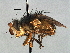  (Chaetophthalmus sp. 1 - CNC DIPTERA 197513)  @11 [ ] CreativeCommons - Attribution (2013) CNC/CBG Photography Group Centre for Biodiversity Genomics