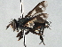  ( - CNC DIPTERA 197524)  @14 [ ] CreativeCommons - Attribution (2013) CNC/CBG Photography Group Centre for Biodiversity Genomics