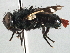  ( - CNC DIPTERA 197525)  @13 [ ] CreativeCommons - Attribution (2013) CNC/CBG Photography Group Centre for Biodiversity Genomics