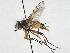  ( - CNC DIPTERA 197539)  @11 [ ] CreativeCommons - Attribution (2013) CNC/CBG Photography Group Centre for Biodiversity Genomics
