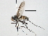  (Prosena - CNC DIPTERA 197542)  @14 [ ] CreativeCommons - Attribution (2013) CNC/CBG Photography Group Centre for Biodiversity Genomics