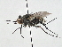  (Prosena sp. 1 - CNC DIPTERA 197543)  @13 [ ] CreativeCommons - Attribution (2013) CNC/CBG Photography Group Centre for Biodiversity Genomics