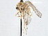  ( - CNC DIPTERA 197548)  @13 [ ] CreativeCommons - Attribution (2013) CNC/CBG Photography Group Centre for Biodiversity Genomics