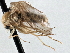  ( - CNC DIPTERA 197549)  @13 [ ] CreativeCommons - Attribution (2013) CNC/CBG Photography Group Centre for Biodiversity Genomics