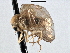  ( - CNC DIPTERA 197551)  @12 [ ] CreativeCommons - Attribution (2013) CNC/CBG Photography Group Centre for Biodiversity Genomics