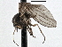  (Androprosopa chandlerorum - CNC DIPTERA 197556)  @13 [ ] CreativeCommons - Attribution (2013) CNC/CBG Photography Group Centre for Biodiversity Genomics