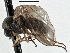  ( - CNC DIPTERA 197557)  @13 [ ] CreativeCommons - Attribution (2013) CNC/CBG Photography Group Centre for Biodiversity Genomics