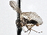  ( - CNC DIPTERA 197559)  @13 [ ] CreativeCommons - Attribution (2013) CNC/CBG Photography Group Centre for Biodiversity Genomics