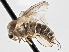  (Androprosopa - CNC DIPTERA 197563)  @14 [ ] CreativeCommons - Attribution (2013) CNC/CBG Photography Group Centre for Biodiversity Genomics