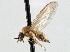  (Iteaphila testacea - CNC DIPTERA 197564)  @14 [ ] CreativeCommons - Attribution (2013) CNC/CBG Photography Group Centre for Biodiversity Genomics