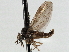  ( - CNC DIPTERA 197566)  @13 [ ] CreativeCommons - Attribution (2013) CNC/CBG Photography Group Centre for Biodiversity Genomics
