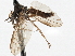  ( - CNC DIPTERA 197567)  @12 [ ] CreativeCommons - Attribution (2013) CNC/CBG Photography Group Centre for Biodiversity Genomics