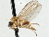  ( - CNC DIPTERA 197568)  @13 [ ] CreativeCommons - Attribution (2013) CNC/CBG Photography Group Centre for Biodiversity Genomics