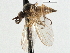  ( - CNC DIPTERA 197569)  @13 [ ] CreativeCommons - Attribution (2013) CNC/CBG Photography Group Centre for Biodiversity Genomics