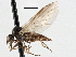  (Iteaphila glabricula - CNC DIPTERA 197573)  @13 [ ] CreativeCommons - Attribution (2013) CNC/CBG Photography Group Centre for Biodiversity Genomics