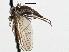  ( - CNC DIPTERA 197576)  @12 [ ] CreativeCommons - Attribution (2013) CNC/CBG Photography Group Centre for Biodiversity Genomics