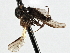  ( - CNC DIPTERA 197577)  @12 [ ] CreativeCommons - Attribution (2013) CNC/CBG Photography Group Centre for Biodiversity Genomics