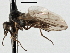  ( - CNC DIPTERA 197578)  @12 [ ] CreativeCommons - Attribution (2013) CNC/CBG Photography Group Centre for Biodiversity Genomics