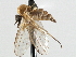  ( - CNC DIPTERA 197579)  @11 [ ] CreativeCommons - Attribution (2013) CNC/CBG Photography Group Centre for Biodiversity Genomics