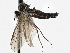  (Iteaphila recta - CNC DIPTERA 197580)  @14 [ ] CreativeCommons - Attribution (2013) CNC/CBG Photography Group Centre for Biodiversity Genomics