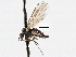  ( - CNC DIPTERA 197581)  @13 [ ] CreativeCommons - Attribution (2013) CNC/CBG Photography Group Centre for Biodiversity Genomics