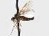  (Iteaphila bifida - CNC DIPTERA 197582)  @14 [ ] CreativeCommons - Attribution (2013) CNC/CBG Photography Group Centre for Biodiversity Genomics