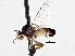  ( - CNC DIPTERA 197589)  @13 [ ] CreativeCommons - Attribution (2013) CNC/CBG Photography Group Centre for Biodiversity Genomics