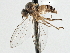  ( - CNC DIPTERA 197594)  @14 [ ] CreativeCommons - Attribution (2013) CNC/CBG Photography Group Centre for Biodiversity Genomics