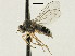  (Agathomyia sp. 2 - CNC DIPTERA 197602)  @13 [ ] CreativeCommons - Attribution (2013) CNC/CBG Photography Group Centre for Biodiversity Genomics