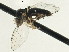  ( - CNC DIPTERA 197605)  @13 [ ] CreativeCommons - Attribution (2013) CNC/CBG Photography Group Centre for Biodiversity Genomics