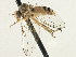  (Agathomyia sp. 14 - CNC DIPTERA 197607)  @14 [ ] CreativeCommons - Attribution (2013) CNC/CBG Photography Group Centre for Biodiversity Genomics
