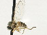  (Agathomyia sp. 14 - CNC DIPTERA 197608)  @14 [ ] CreativeCommons - Attribution (2013) CNC/CBG Photography Group Centre for Biodiversity Genomics