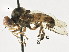  ( - CNC DIPTERA 197614)  @13 [ ] CreativeCommons - Attribution (2013) CNC/CBG Photography Group Centre for Biodiversity Genomics