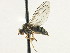  ( - CNC DIPTERA 197615)  @13 [ ] CreativeCommons - Attribution (2013) CNC/CBG Photography Group Centre for Biodiversity Genomics