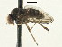  ( - CNC DIPTERA 197639)  @14 [ ] CreativeCommons - Attribution (2013) CNC/CBG Photography Group Centre for Biodiversity Genomics