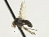  ( - CNC DIPTERA 197640)  @13 [ ] CreativeCommons - Attribution (2013) CNC/CBG Photography Group Centre for Biodiversity Genomics