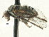  ( - CNC DIPTERA 197648)  @13 [ ] CreativeCommons - Attribution (2013) CNC/CBG Photography Group Centre for Biodiversity Genomics