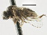  ( - CNC DIPTERA 197654)  @13 [ ] CreativeCommons - Attribution (2013) CNC/CBG Photography Group Centre for Biodiversity Genomics