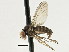  (Platypezinae - CNC DIPTERA 197656)  @15 [ ] CreativeCommons - Attribution (2013) CNC/CBG Photography Group Centre for Biodiversity Genomics