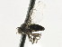  (Lindneromyia - CNC DIPTERA 197661)  @15 [ ] CreativeCommons - Attribution (2013) CNC/CBG Photography Group Centre for Biodiversity Genomics