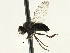  ( - CNC DIPTERA 197666)  @11 [ ] CreativeCommons - Attribution (2013) CNC/CBG Photography Group Centre for Biodiversity Genomics