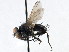  ( - CNC DIPTERA 197670)  @11 [ ] CreativeCommons - Attribution (2013) CNC/CBG Photography Group Centre for Biodiversity Genomics