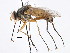  (Leskia sp - CNC DIPTERA 197671)  @11 [ ] CreativeCommons - Attribution (2013) CNC/CBG Photography Group Centre for Biodiversity Genomics