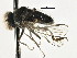  (Lindneromyia sp. 1 - CNC DIPTERA 197659)  @13 [ ] CreativeCommons - Attribution (2013) CNC/CBG Photography Group Centre for Biodiversity Genomics